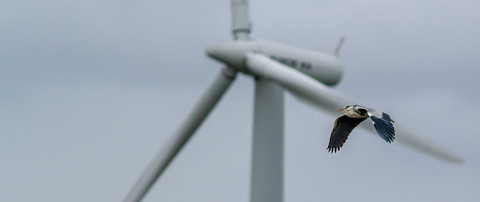 windkraftanlage gefahr wildtiere